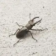 kakiの画像