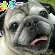 クプの画像