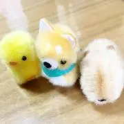 のらねこの画像