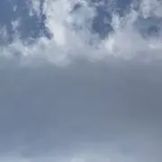 ごめんねこ