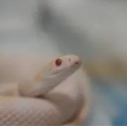 アルビノの画像