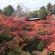 いぬのきもちの画像
