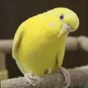 ナッキー