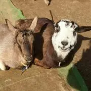 suzumeの画像