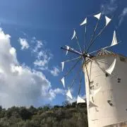 さくらの画像