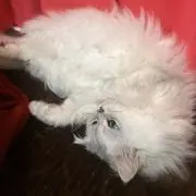 じぇーみ