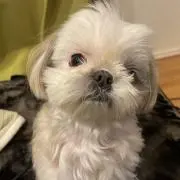 zomuzomuの画像