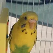 あーりん