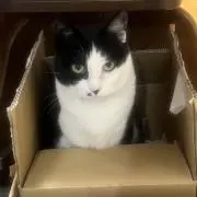 猫道楽の画像