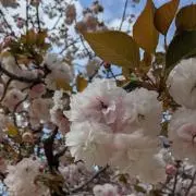 ろくのすけの画像