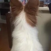 椿の画像