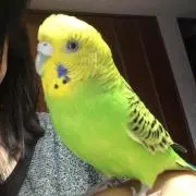 tomo