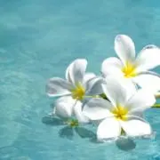 やまゆり　※プロフ必読の画像