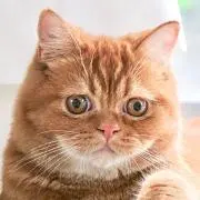 オディリア