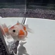 やまさんの画像