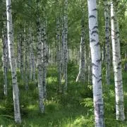 しらかばの画像