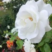 Krtt購入前にコメントお願いいたしますの画像