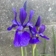 Iris