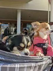 たかちゃんの画像
