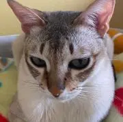 まるこの画像