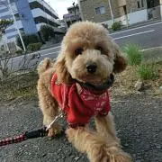 しゅんの画像