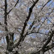 りょーの画像