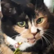 あさたくはなみの画像