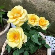 甘党