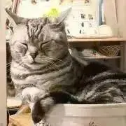 くるるの画像