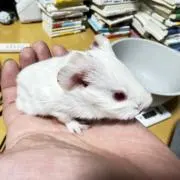 GUI【プロフお読みください】