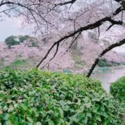 さくら