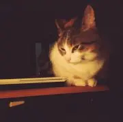 ゆうの画像
