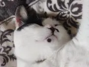 つるりん