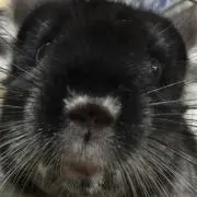 モフォ