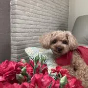 ローラの画像