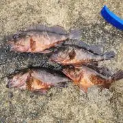 人生はカサゴの画像