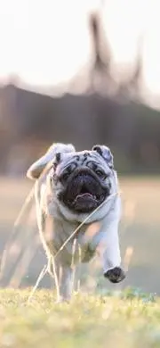 るー