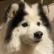 めぇ〜〜〜の画像