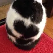 めぐの画像