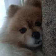らっくんの画像
