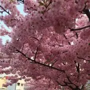 puniの画像