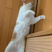 かくさげ