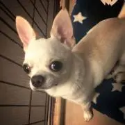 TOMの画像