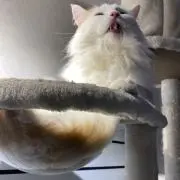 だぁの画像
