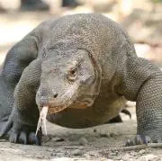 あかかさらの画像