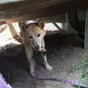 トップス