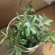 MINJOの画像