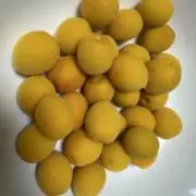 ハクの画像