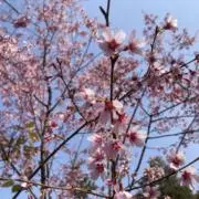 あかり迅速発送の画像