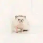 ぽんの画像